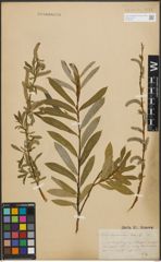 Foto von Salix purpurea L.